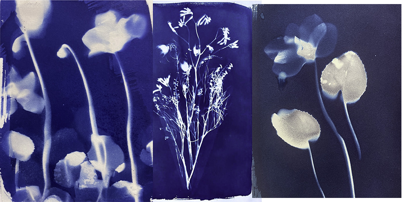 cyanotypecollageII